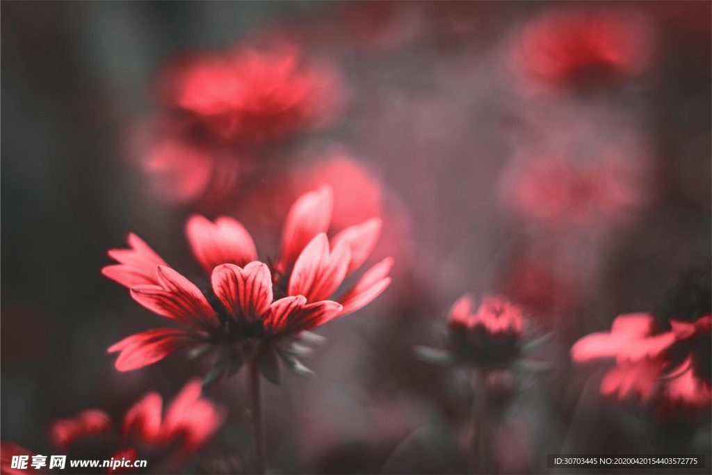橙色花