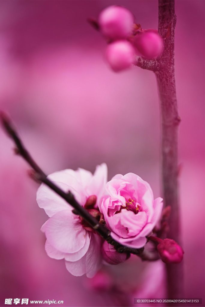 粉色花