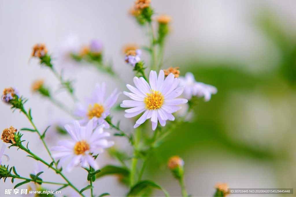 白色花
