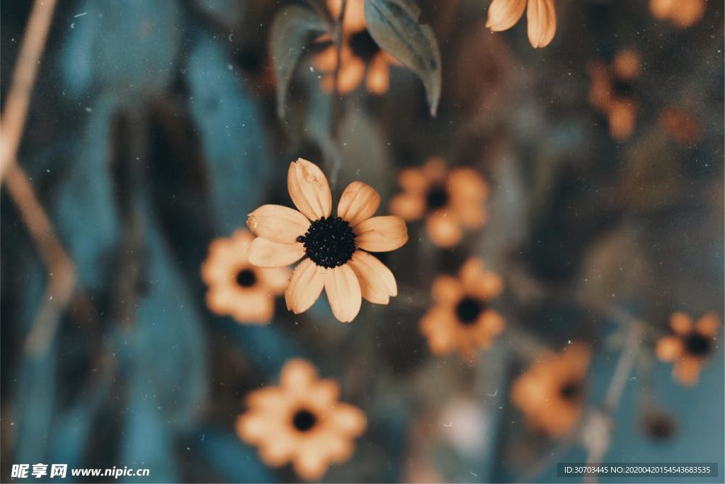 橙色花