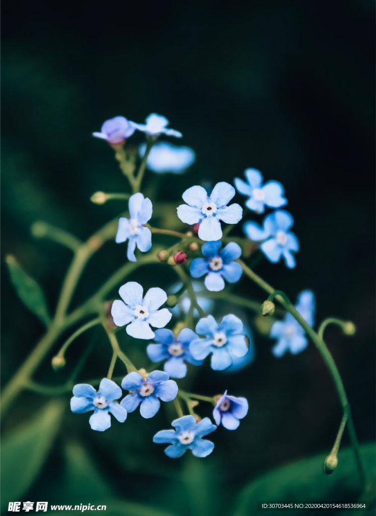 蓝色花