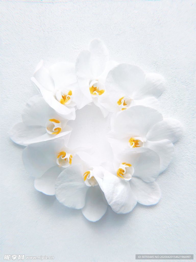 白色花瓣