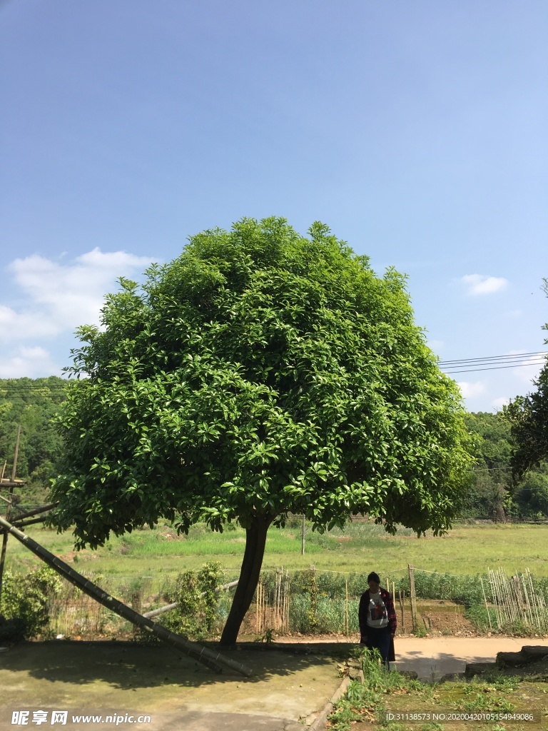 超大桂花树