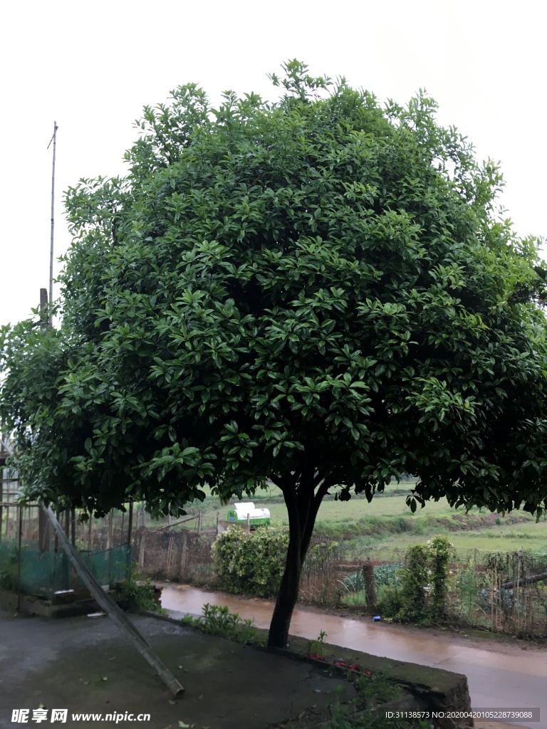 桂花树