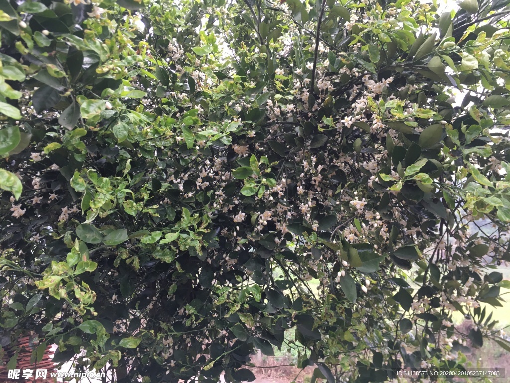 橙子树花