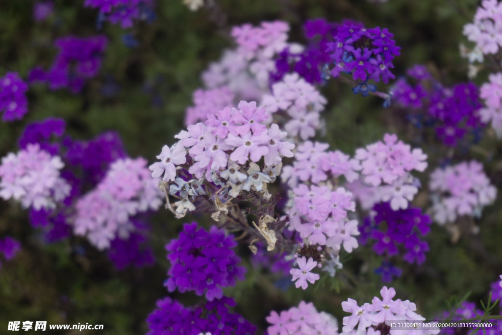 紫色小小绣球花