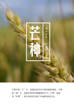 芒种