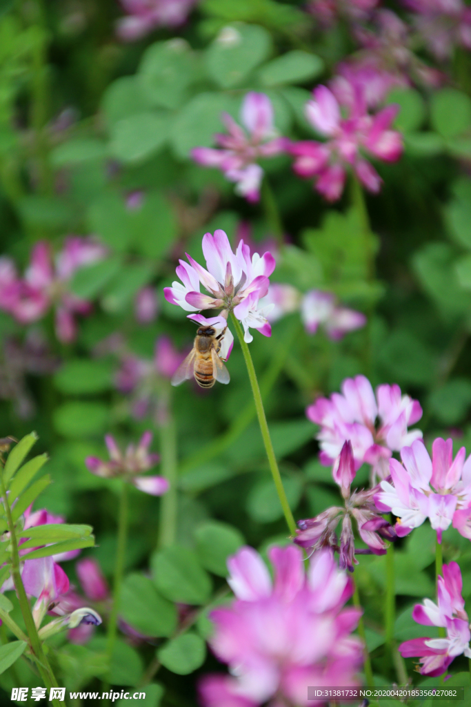 蜜蜂与紫云英