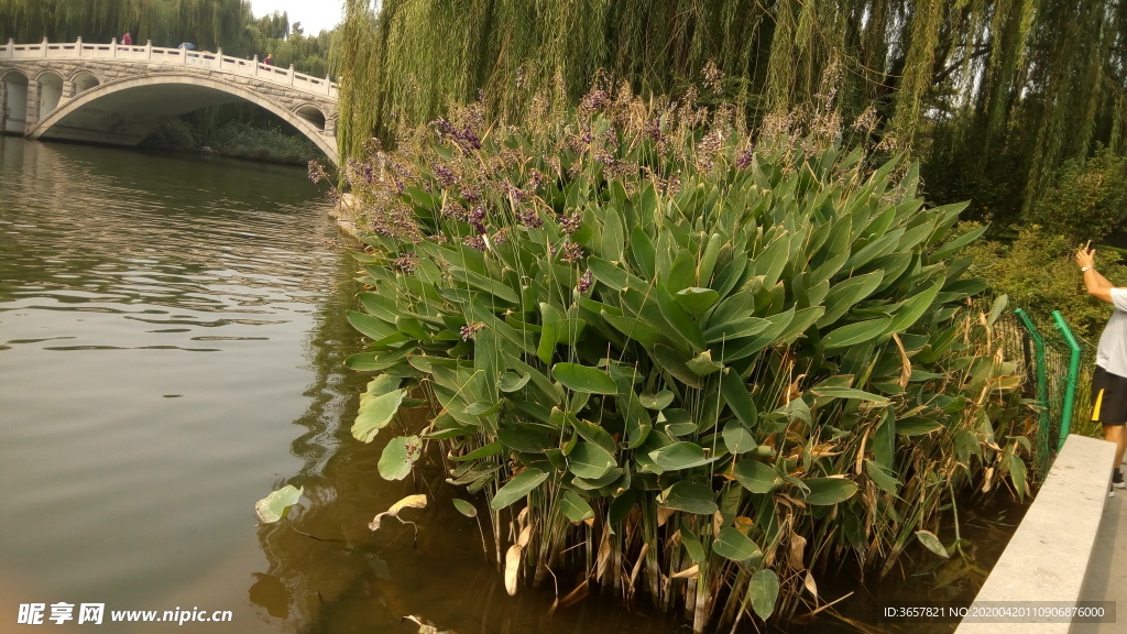 大明湖湖边植物