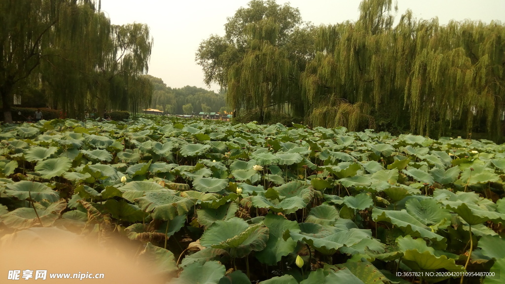 大明湖荷花