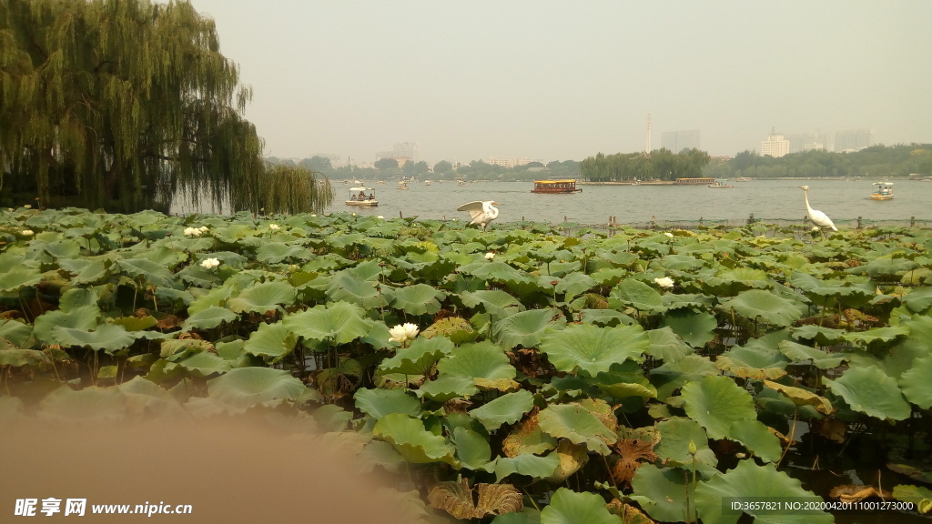 大明湖荷花