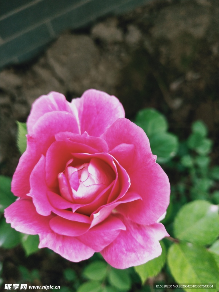 玫瑰   鲜花    花