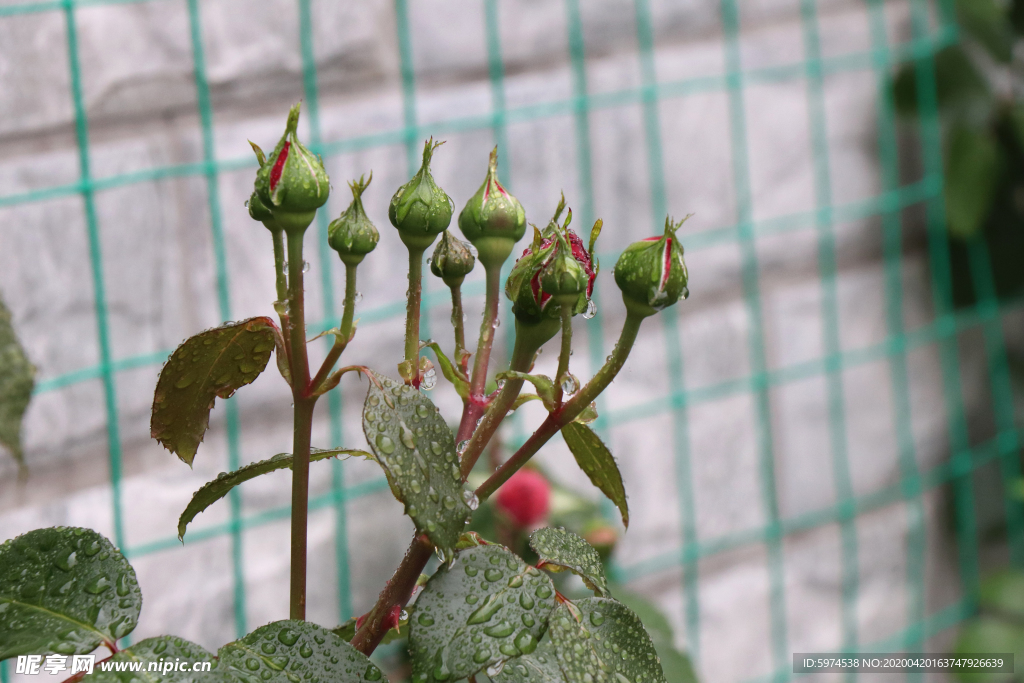 花苞  月季 含苞欲放