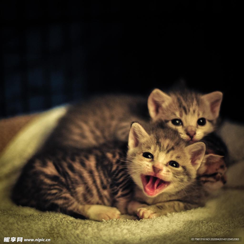 猫