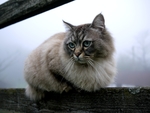 波斯猫
