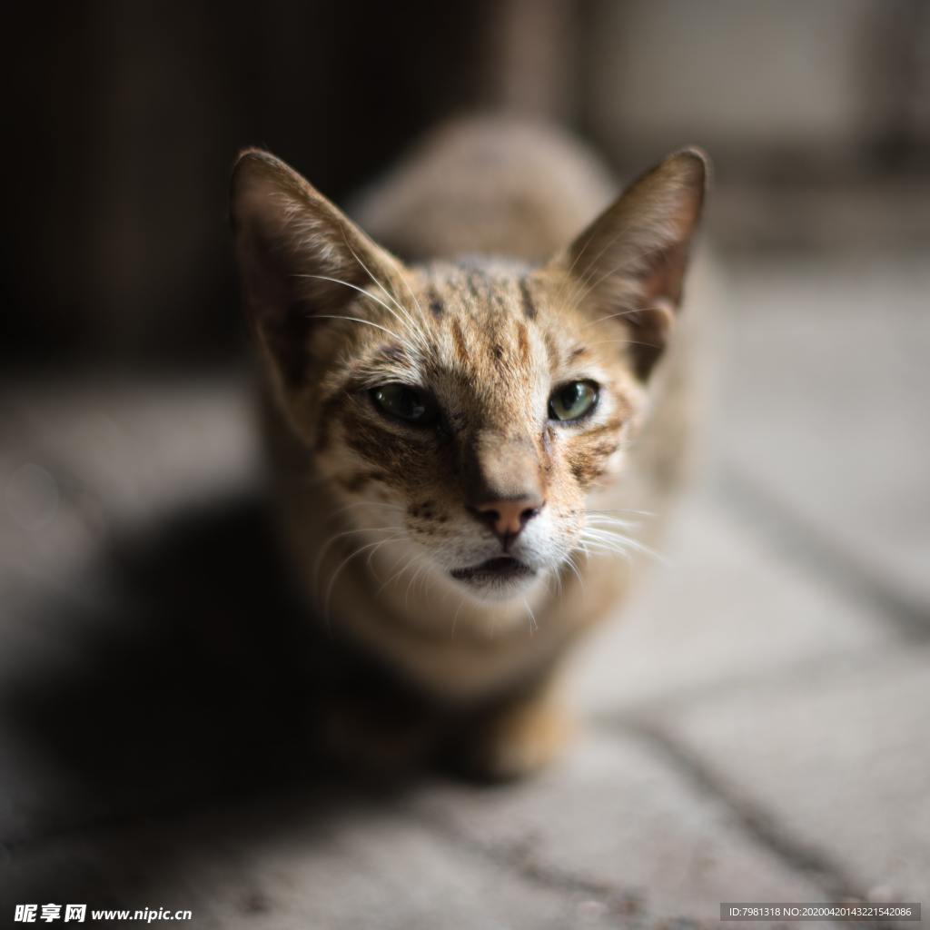 猫