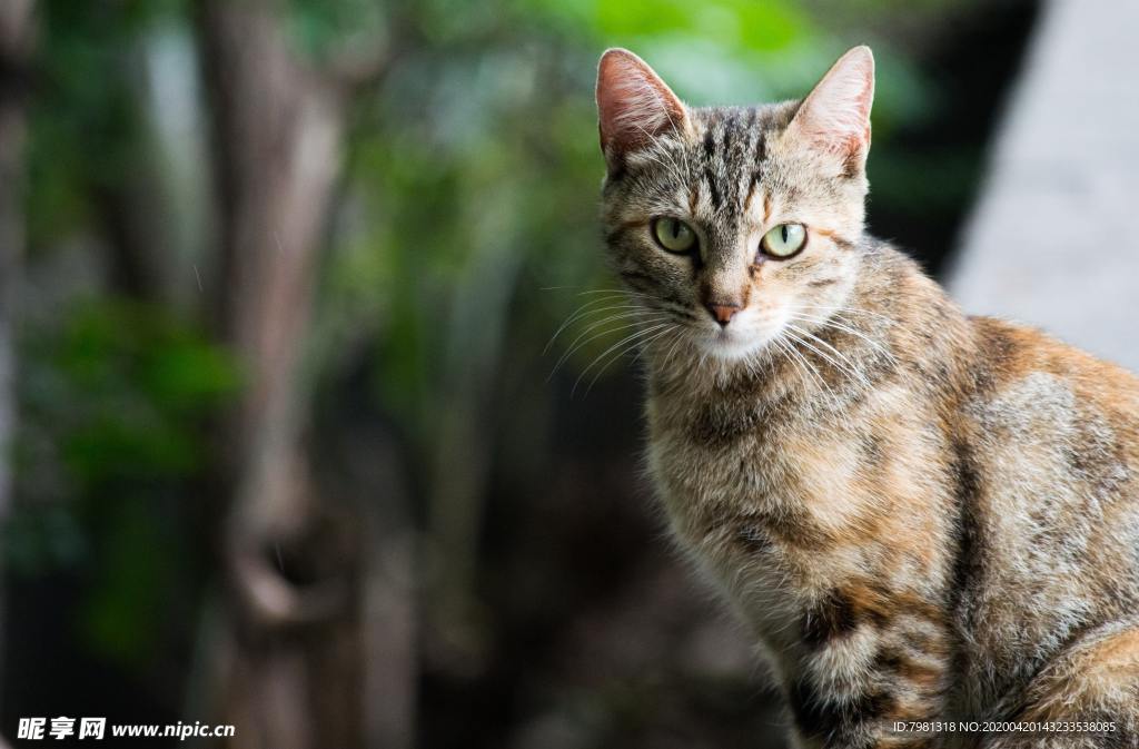 猫