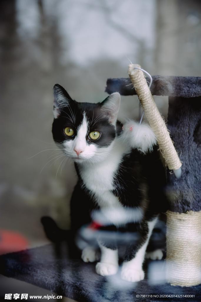 猫