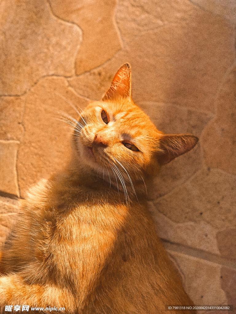 猫