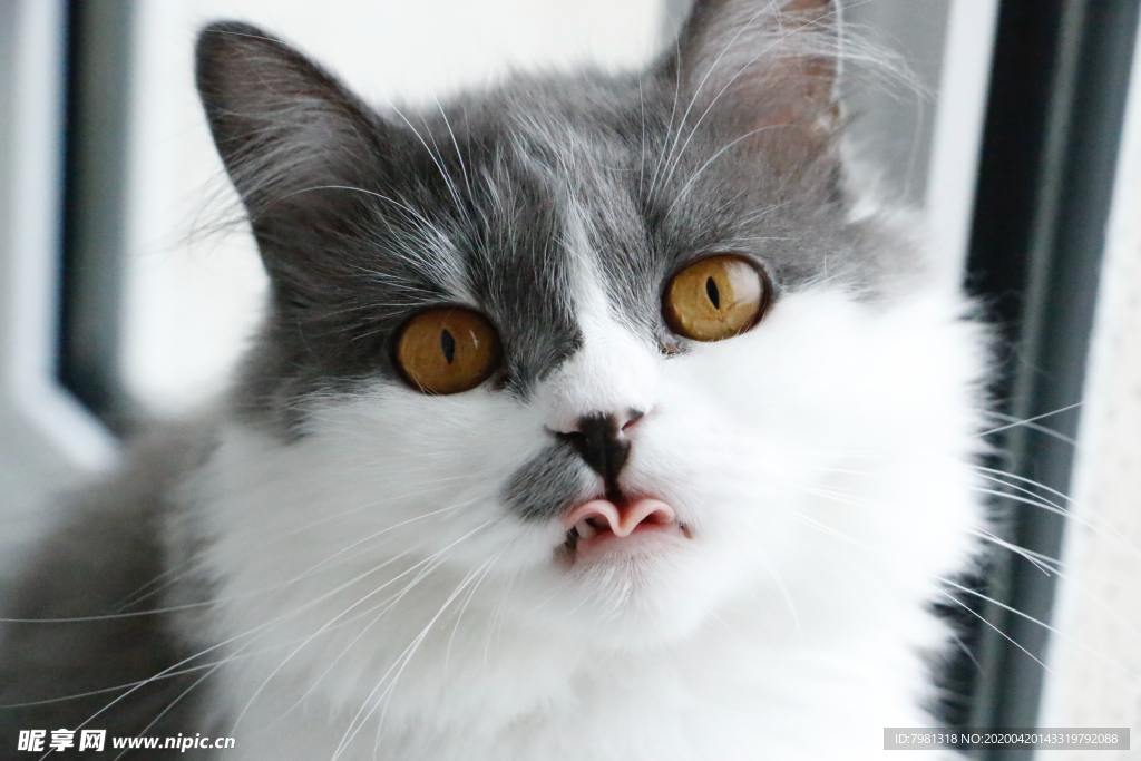 猫