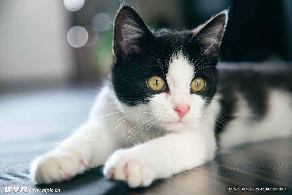 猫