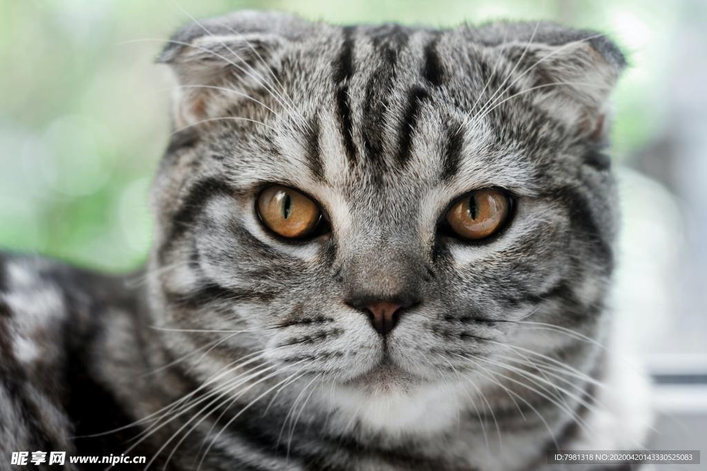 猫