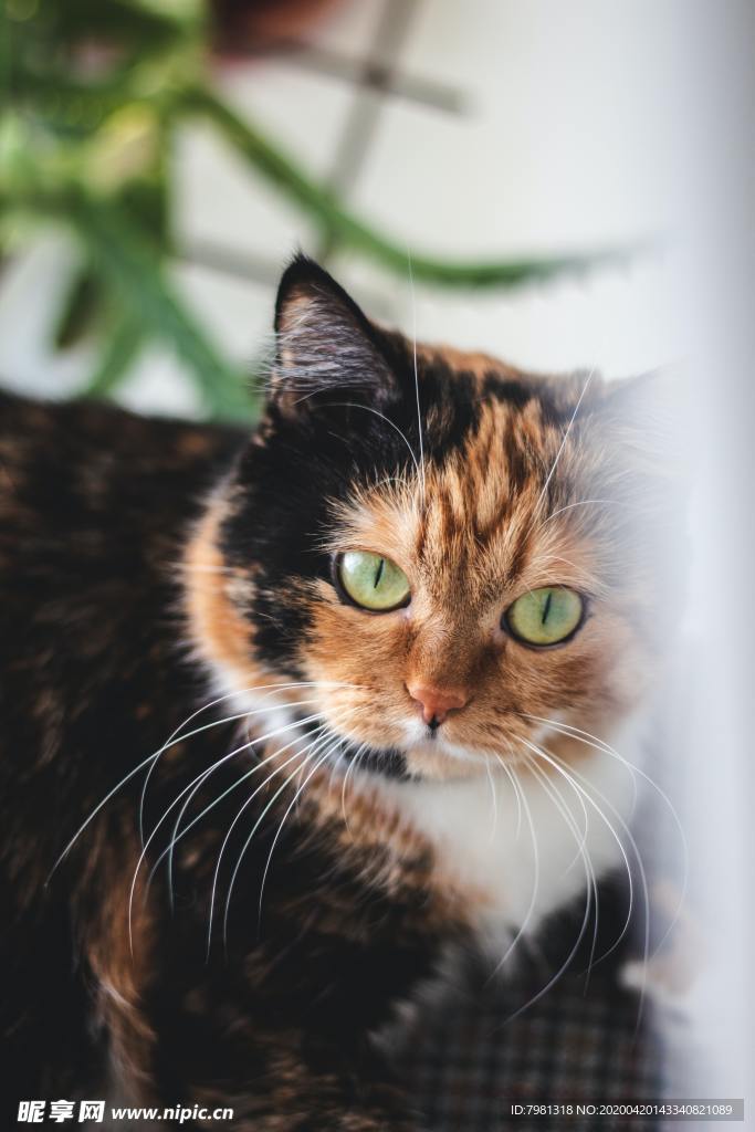 长毛猫