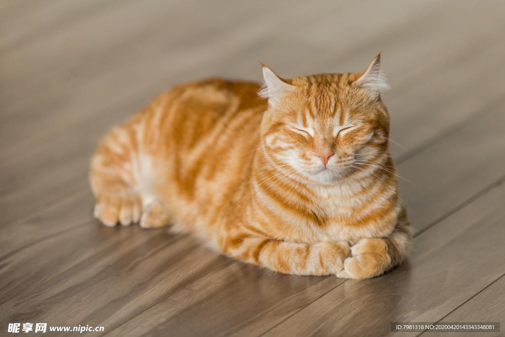 猫