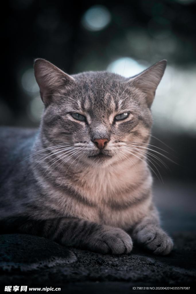 猫