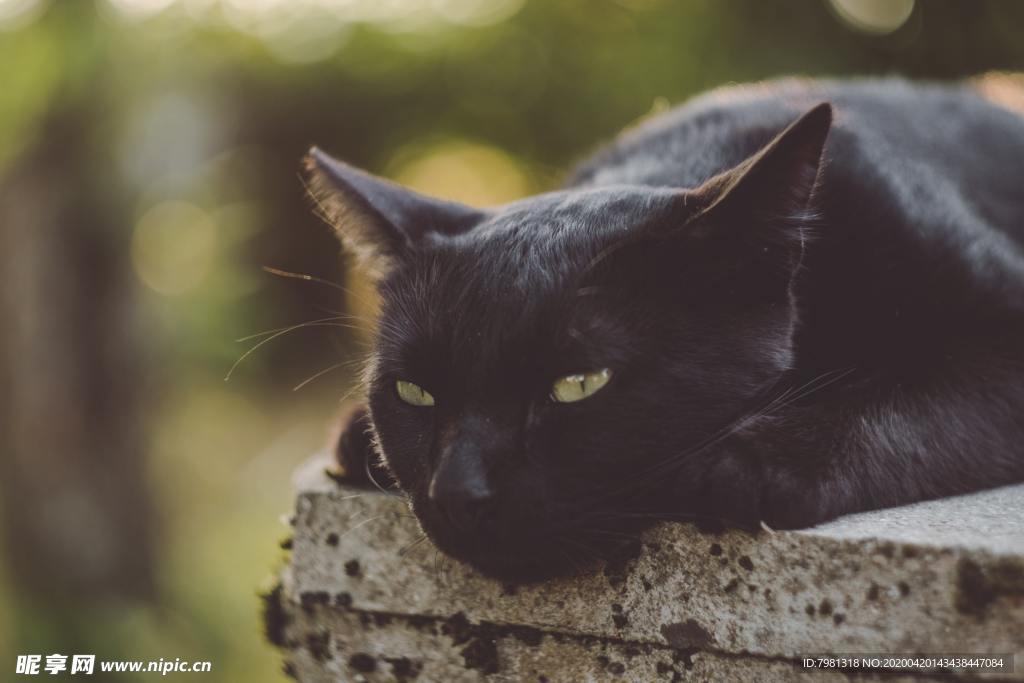猫