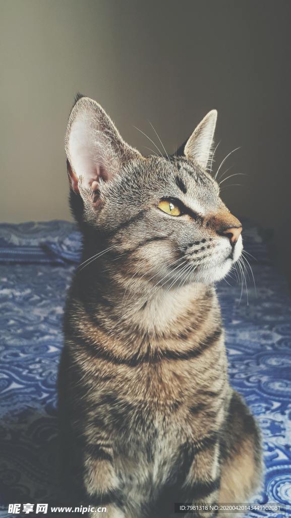 猫