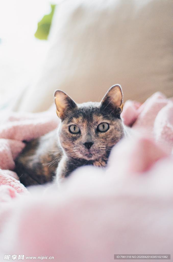 猫