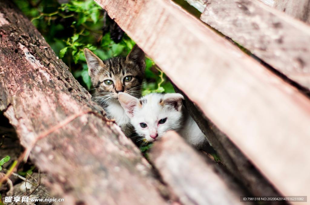 猫