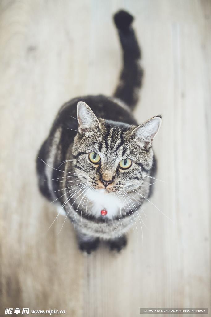 猫