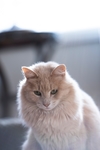 长毛猫