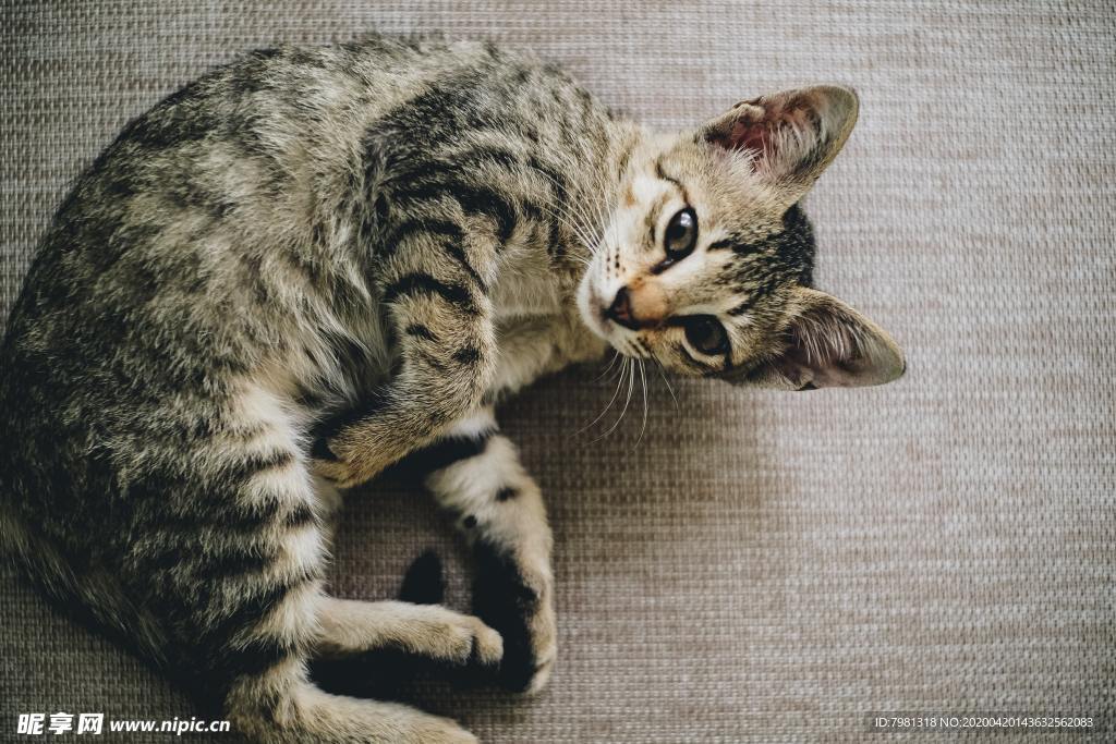 猫