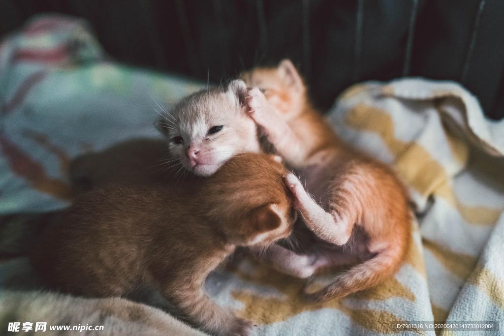 猫