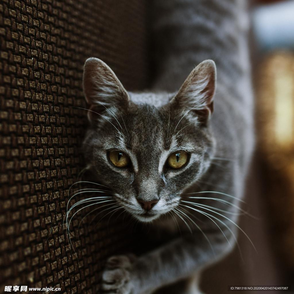 猫