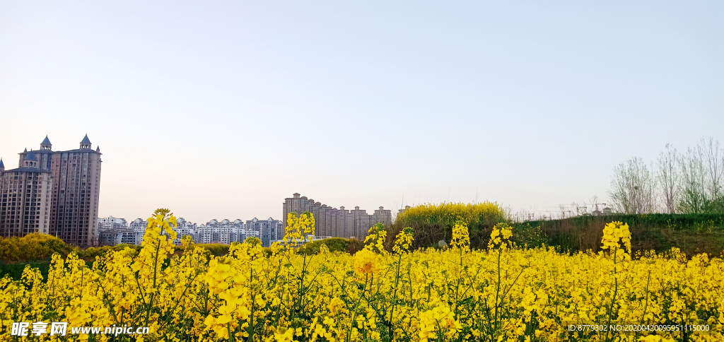 油菜花