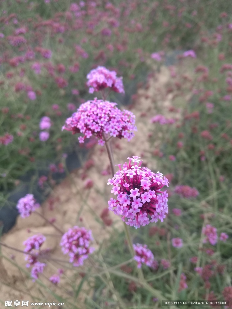 马鞭草