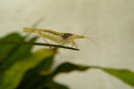 虾