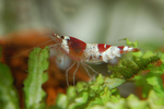 虾