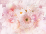 粉色底图  粉色背景  粉色花