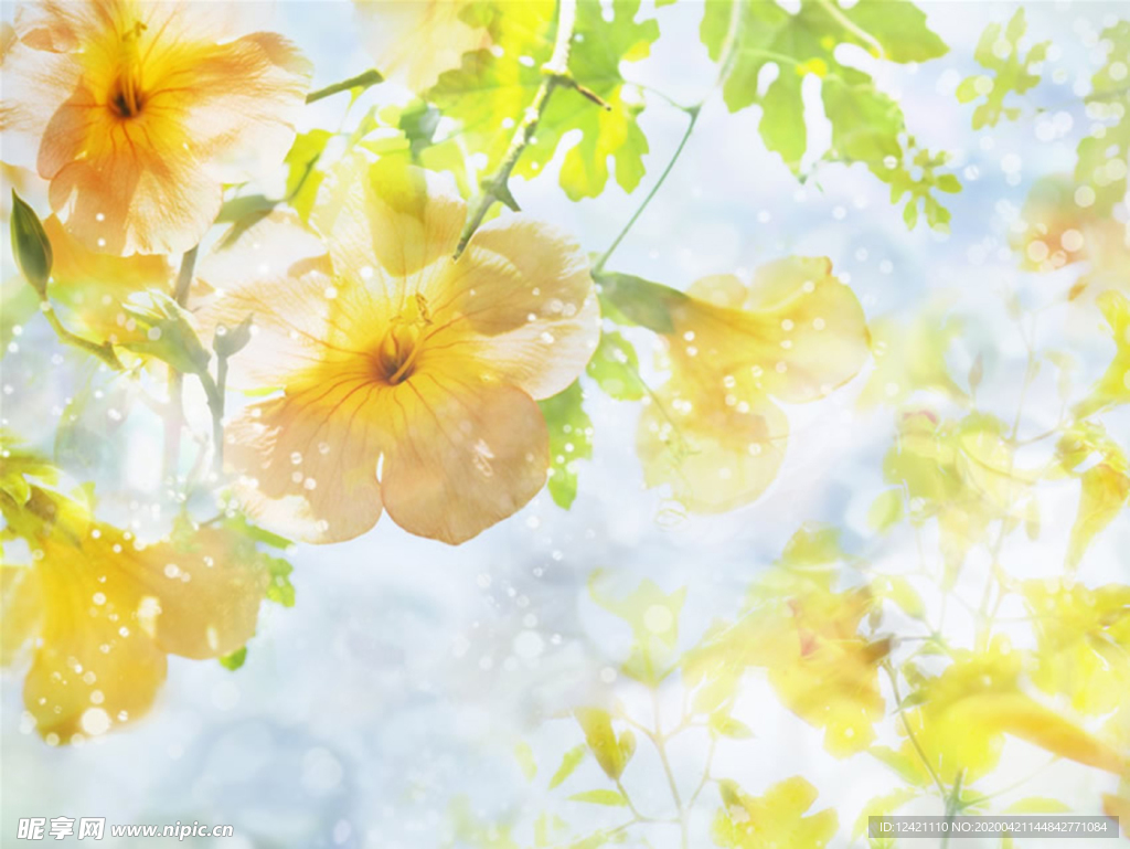 花背景 花朵底图  黄色背景