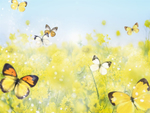 油菜花背景 花朵底图 黄色背景