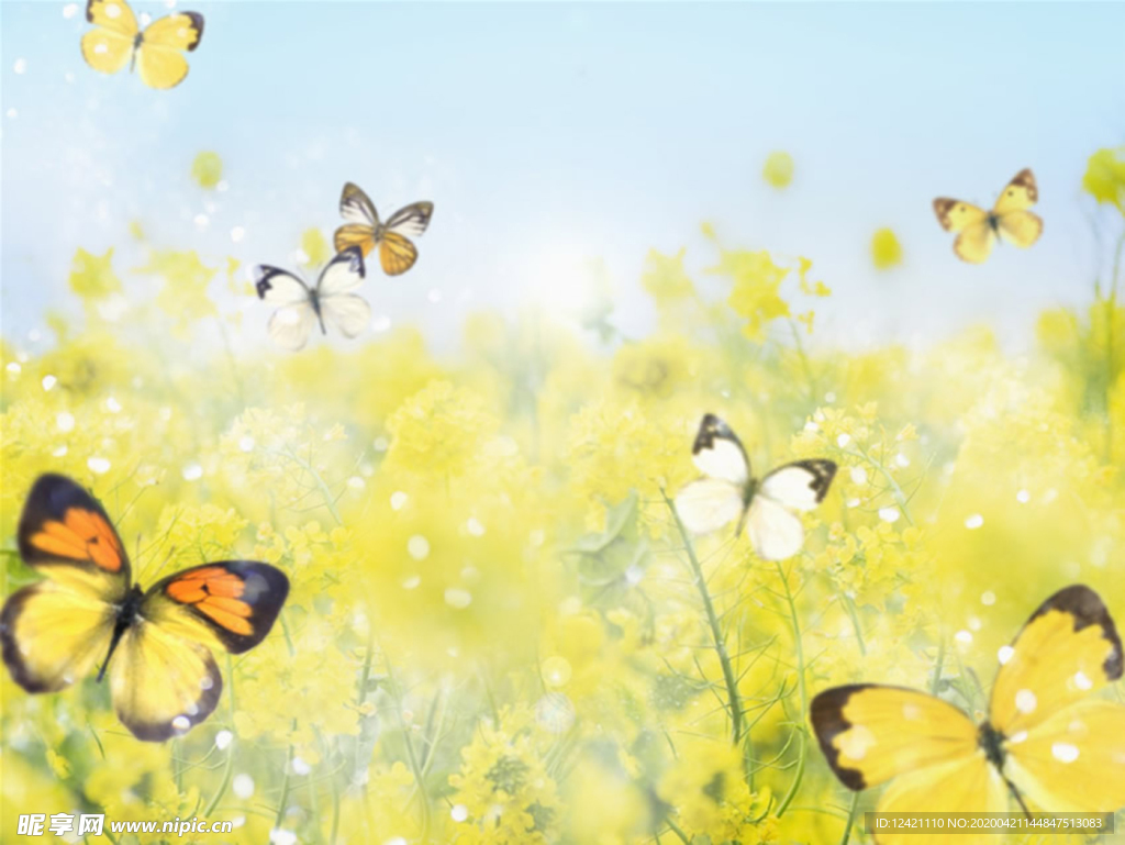 油菜花背景 花朵底图 黄色背景