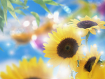 向日葵背景 花朵底图 黄色背景