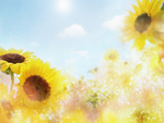 向日葵背景 花朵底图
