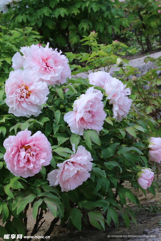 牡丹花