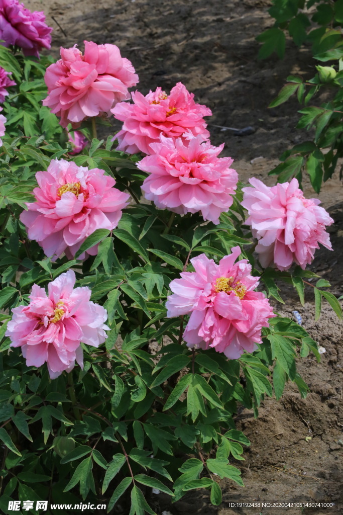 牡丹花
